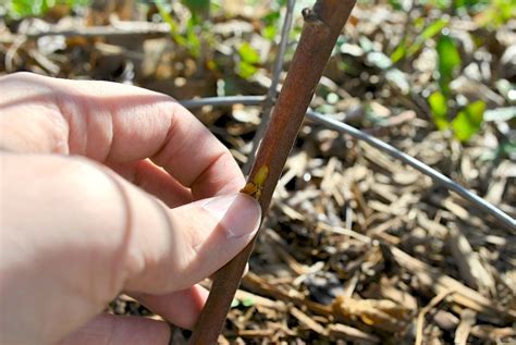 scratch test on plants|scratch test for fruit trees.